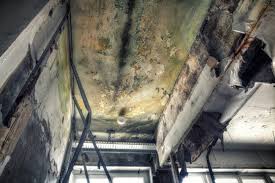 Why You Should Choose Our Mold Remediation Services in Bethesda, OH